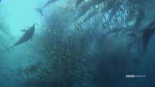 Epic Underwater Feeding Frenzy | Nature's Great Events | BBC America