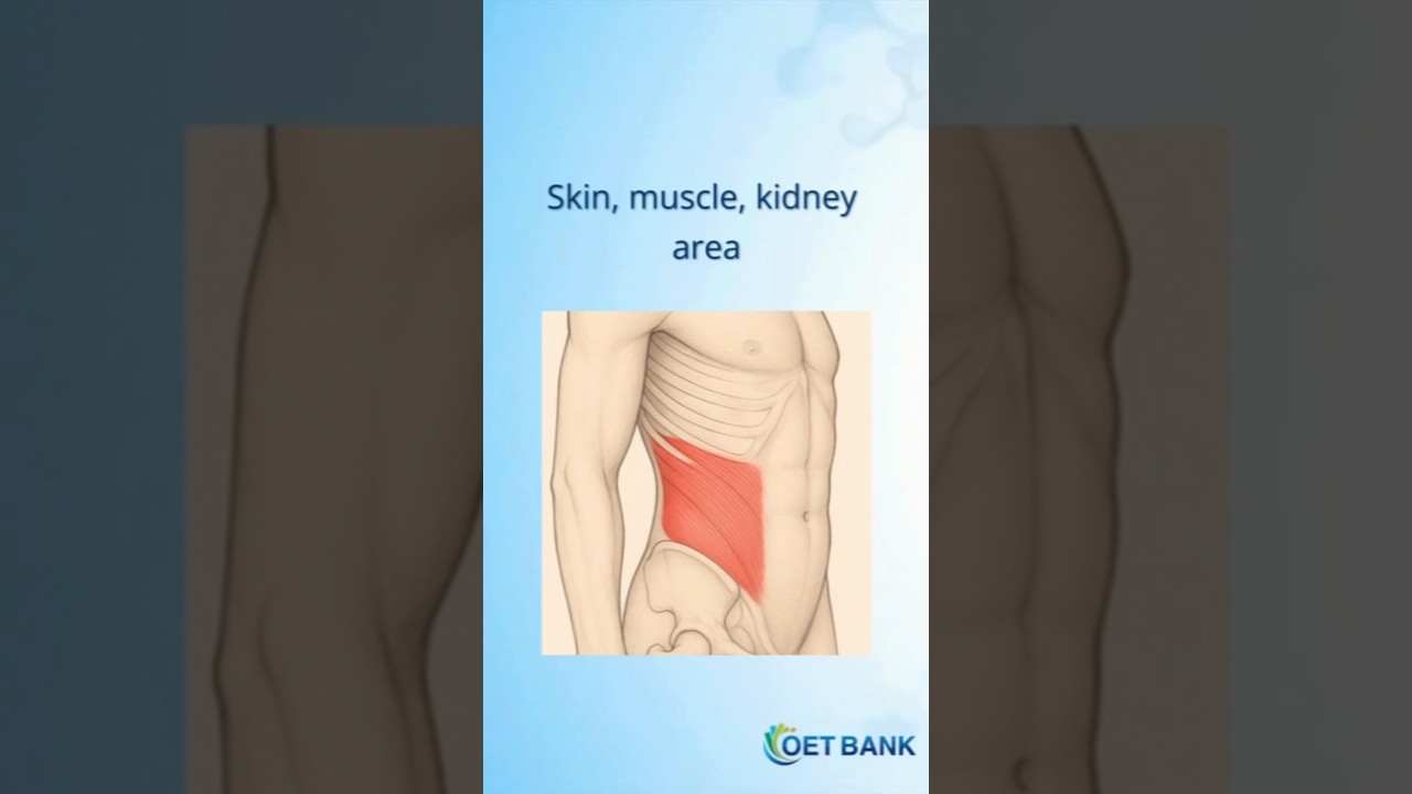 Flank #english #oet #anatomy