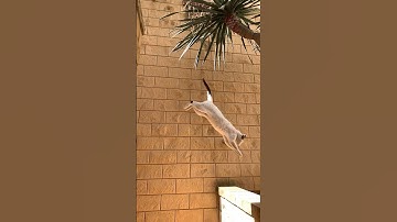 Amazing cat jumping slow motion 😻