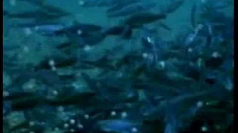 7.1 Primary Producers