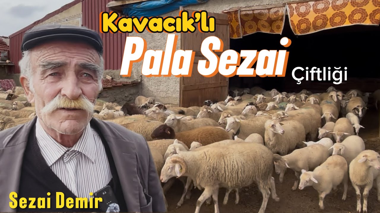 250 Koyunu 18 Köpeği ile Koyun Sevdalısı Pala Sezai - Kavacık Köyü #hayvancılık #koyun 