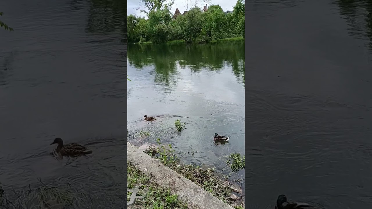 🍃 Clip 66 | Light on Water | Hope in Motion 💧🌞