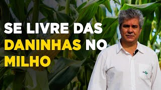Como Eliminar Plantas Daninhas No Milho E Garantir Alta Produtividade