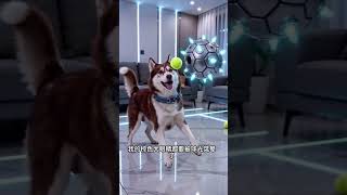 第8集:【人机大战】《超光速发球机》Faster-Than-Light Ball Launcher #Shorts #AI #FunnyPets#宠物搞笑 #dog