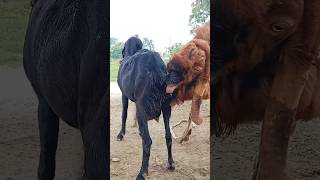 Goat Farming Business Idea। animal lover #shortvideo #shorts #sortsvideo 2024 #sorts ep1 31may