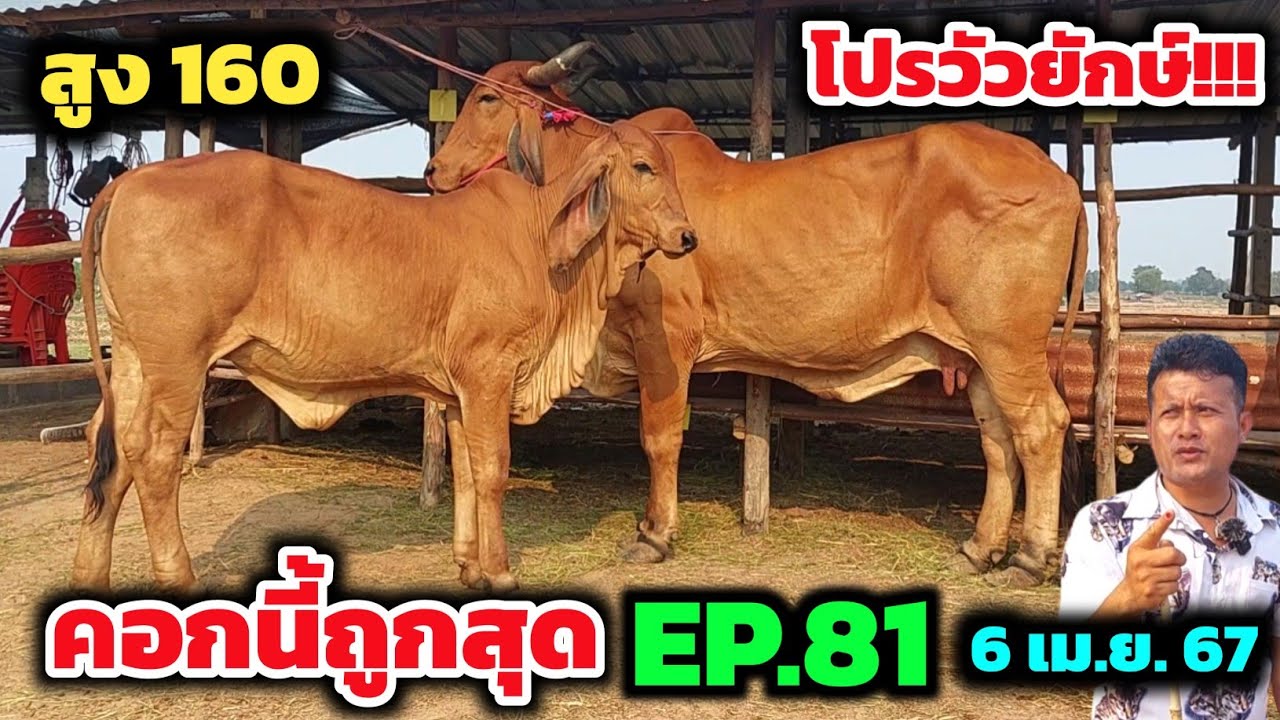 คอกนี้ถูกสุด EP.81 อย่างเด็ด❗️❗️พยุงจัดโปรวัวยักษ์ ไซส์160+ | 6 เม.ย.67 | วัวท้อง วัวพ่อพันธ์ตัวใหญ่