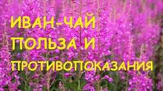 видео Полезные свойства копорского чая