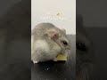 チーズ🧀大好き❤ #4が月のハムスター🐹