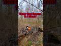 Return of the beavers at mlk crossing  beaver dam removal in 1 minute shorts