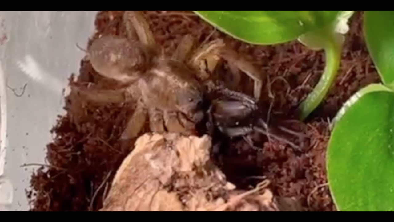 Tigrosa helluo feeding on large cricket