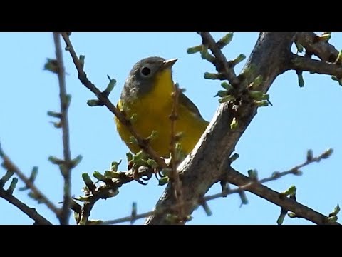 pic flamboyant quebec Paruline à joues grises chant, Nashville Warbler song