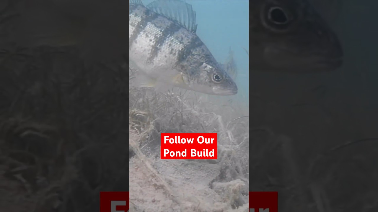 Perch Pond Production 