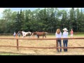 Stable connections equine assisted psychotherapy