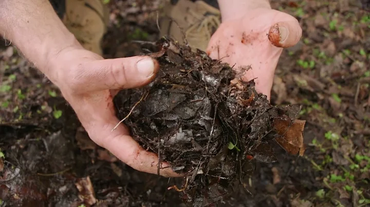 Is Leaf Mulch Good For Your Garden?