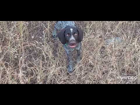 3 თვის დრათჰაარის მცირე მიღწევები