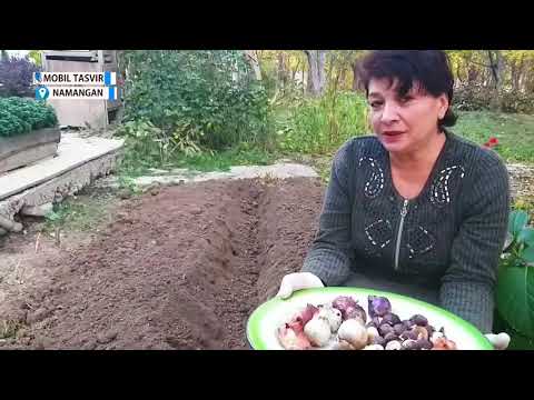 Video: Lola Lampochkalari: Qachon Qazish Kerak, Qanday Saqlash Va Ekish Kerak