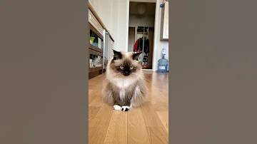 Почему кошка не любит когда ее берут на руки 😢