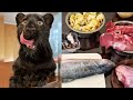 (Eng subs) How much does it cost to feed a panther 💶🥩/ Luna is in first estrus ❤️🐆