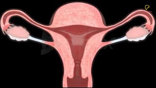 Practically's Concepts -The Female Reproductive System - Uterus & Vagina - #LearnPractically screenshot 5