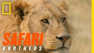 Lessons in Lion Tracking | Safari Brothers