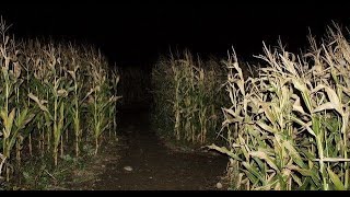 pov: that scarecrow isn't the only thing in the cornfields. | midwestern gothic inspired playlist