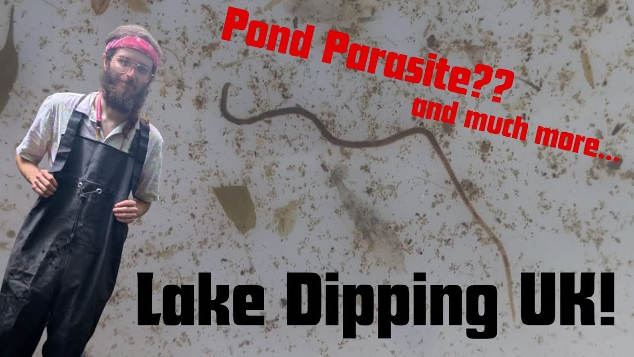 Whats in the Lake?? Pond Dipping for Bugs UK! 🐛 🪲 Ep2