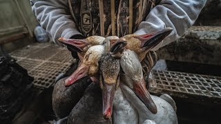 Snow Goose Hunting Illinois| 'Love/Hate' - Fowled Reality by Hunt Factory Inc. 10,225 views 3 years ago 10 minutes, 31 seconds