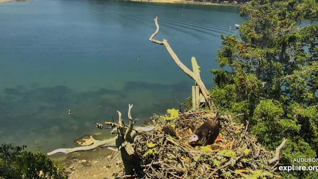 Phoebe makes some new Fiends - Hog Island Osprey Nest 2020 06 12 - YouTube