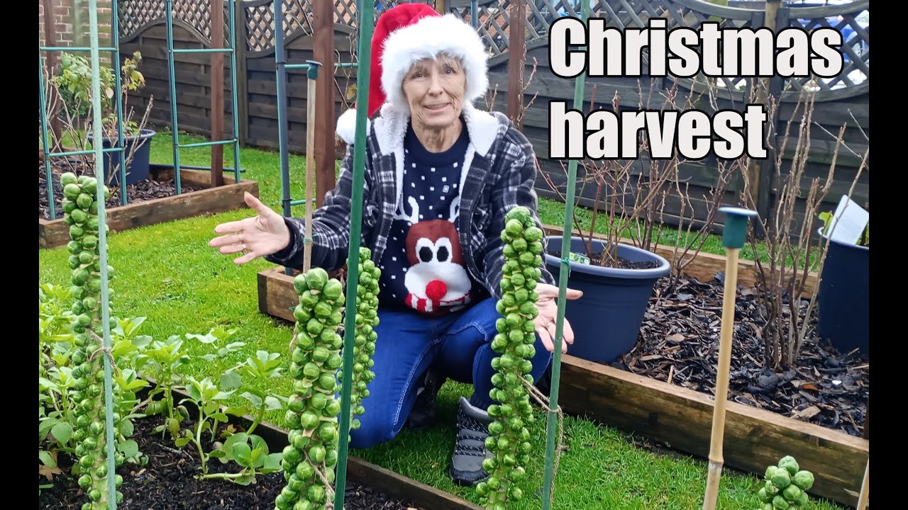 Christmas Harvest