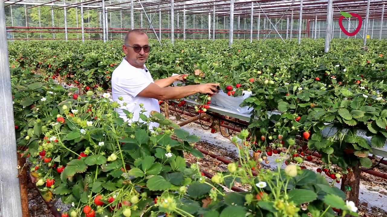 Hademar - nowa odmiana truskawek powtarzająca owocowanie