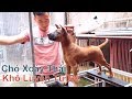 Chó Xoáy Thái Lan - Muốn Thành Công - Phải Khổ Luyện/ Thai Ridgeback Dog/ NhamTuatTV