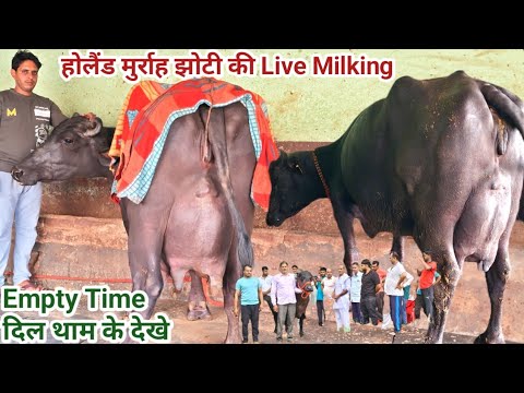 हरियाणा झज्जर में Live Milking होलैंड मुर्राह झोटी 2nd Location खाली होते समय का दूध -15.740 Kg
