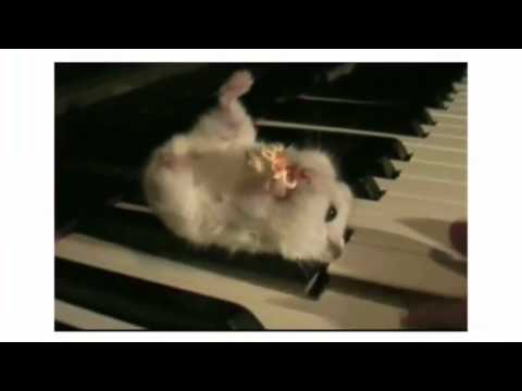 Hamster Exploding (Booommm)