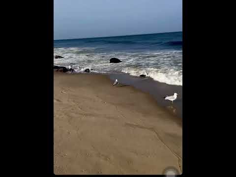 ياحبيبي انا عصفورة الساحة فيروز