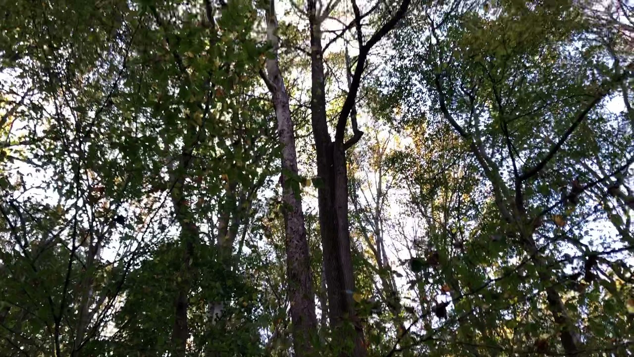 On the trolley trail in Ellicott city