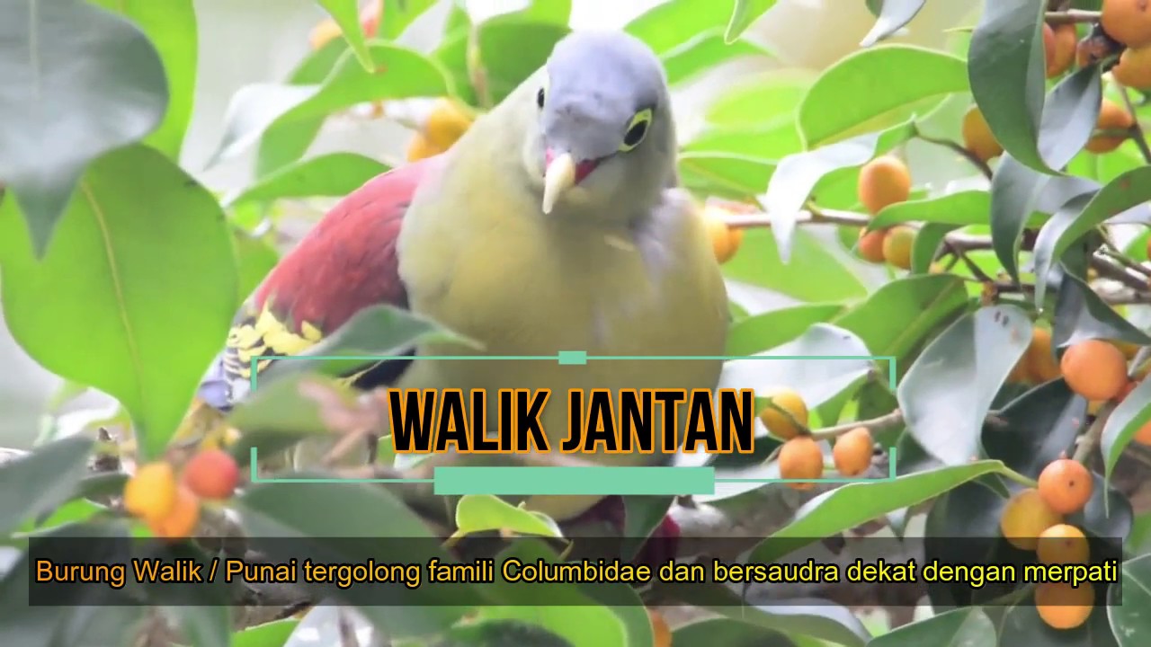 Wooowww Cantiknya Burung Walik Indonesia Youtube