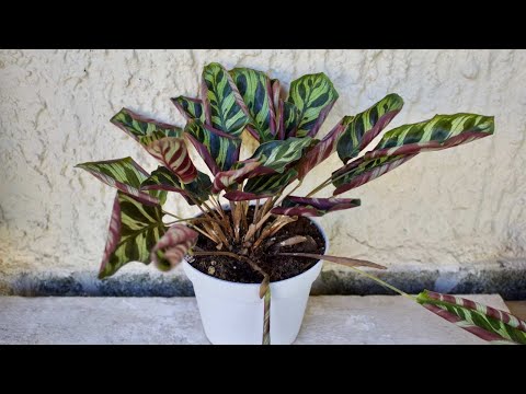 Video: Perché Le Foglie Di Calathea Si Seccano? Cosa Fare Se Le Foglie Di Calathea Ingialliscono E Si Arricciano?