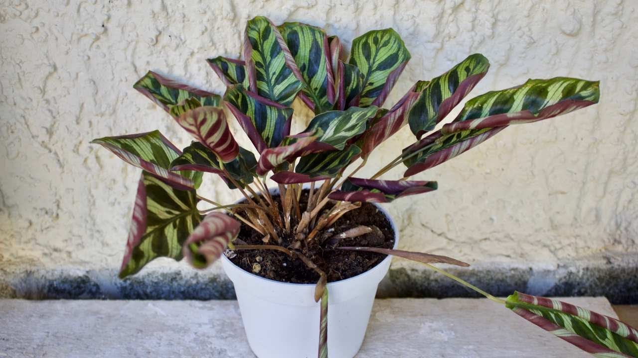 Problemi con calathea