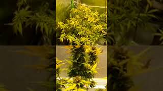 Autoflower 101: Class 11 pt1 ft  Kenny owner of @trimbag