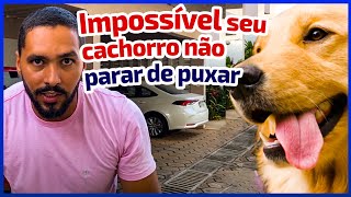 FUNCIONA - Como ensinar seu cachorro passear do seu lado em 20 minutos by Acás Felipe 213,673 views 3 years ago 22 minutes