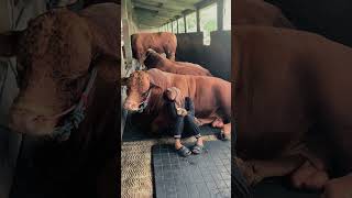 Download Lagu kaka cantik sapinya jumbo ‼️Peternak sapi cantik #sapijumbo #sapi1tonup  #sapikontes #peternakan MP3