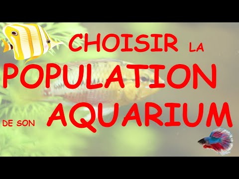 Vidéo: Comment Choisir Les Poissons Et L'aquarium Lors De L'achat