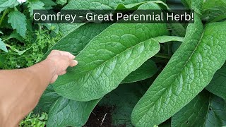 Comfrey: Uses, Benefits, and How to Grow It!