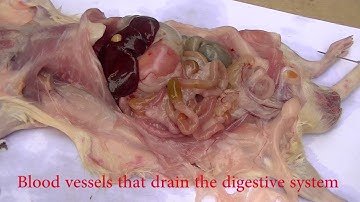 Dissection of rat Part 2 (internal structures)