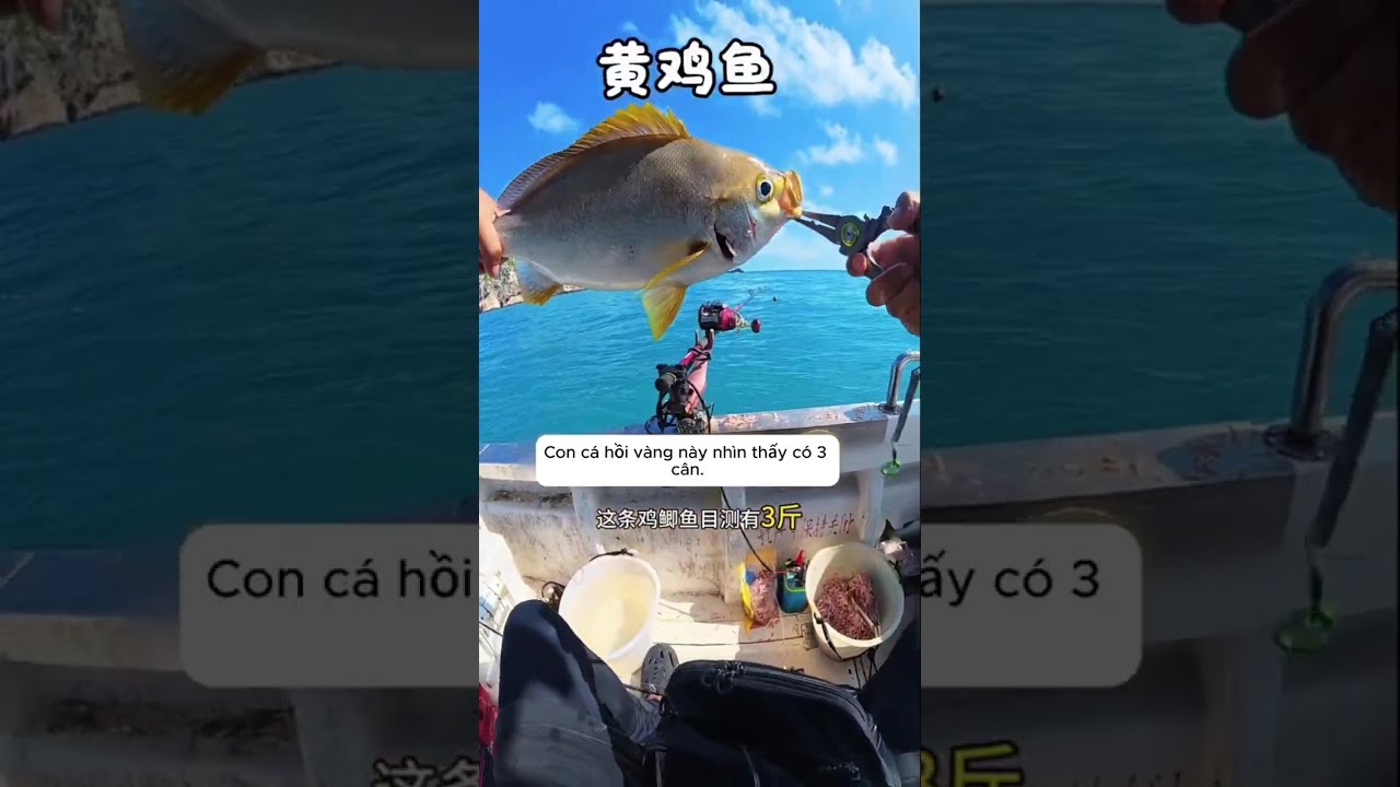 Câu cá biển đổi đồ ăn cùng A Vĩ phần 23