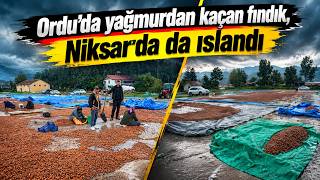 Yağmurdan Kaçan Ordulu Fındık Üreticileri Tokatta Da Sağanağa Yakalandı