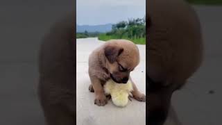 Pazartesi sabahları kimler böyle #short #shorts #shortvideo #dogs #funnyvideo #funny #monday