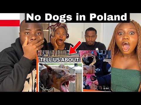 Reaction To Poles Talking About Their Dogs | Easy Polish 🇵🇱