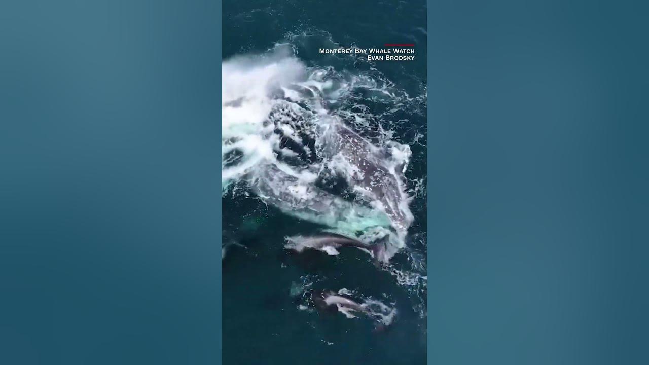 Drone footage captures rare whale attack