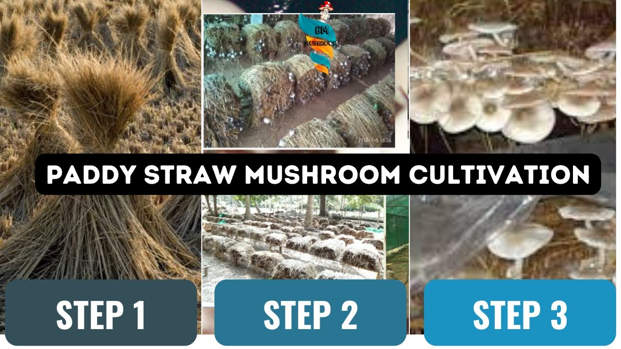 Straw Mushrooms: A Complete Guide